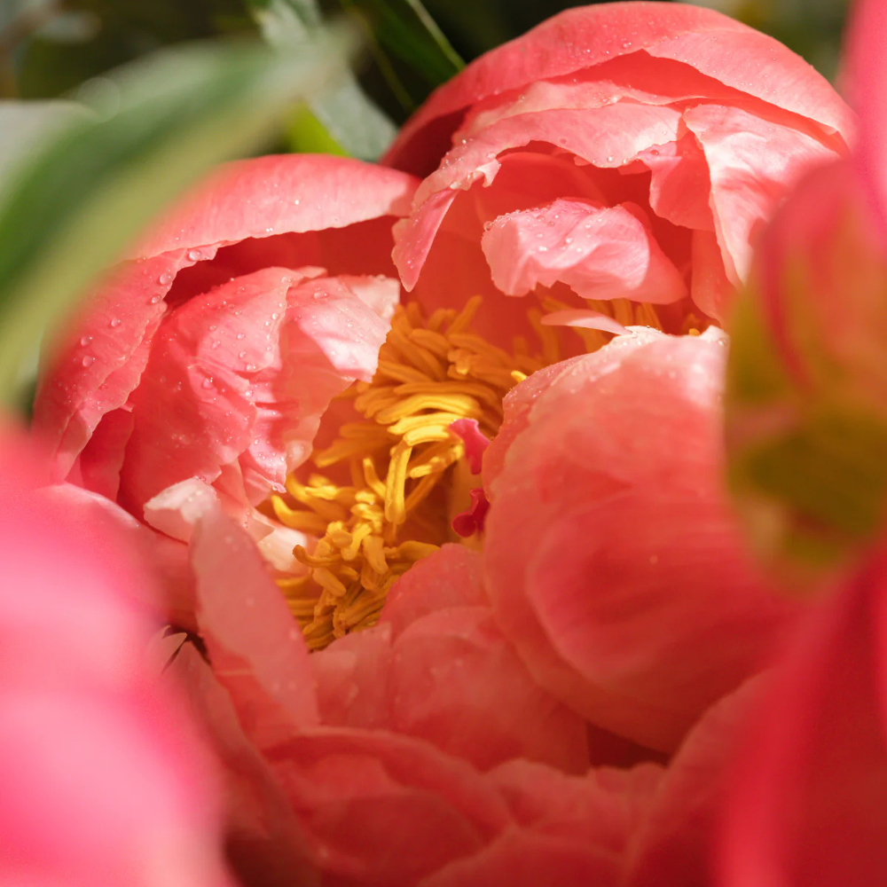 Peony Fields 17