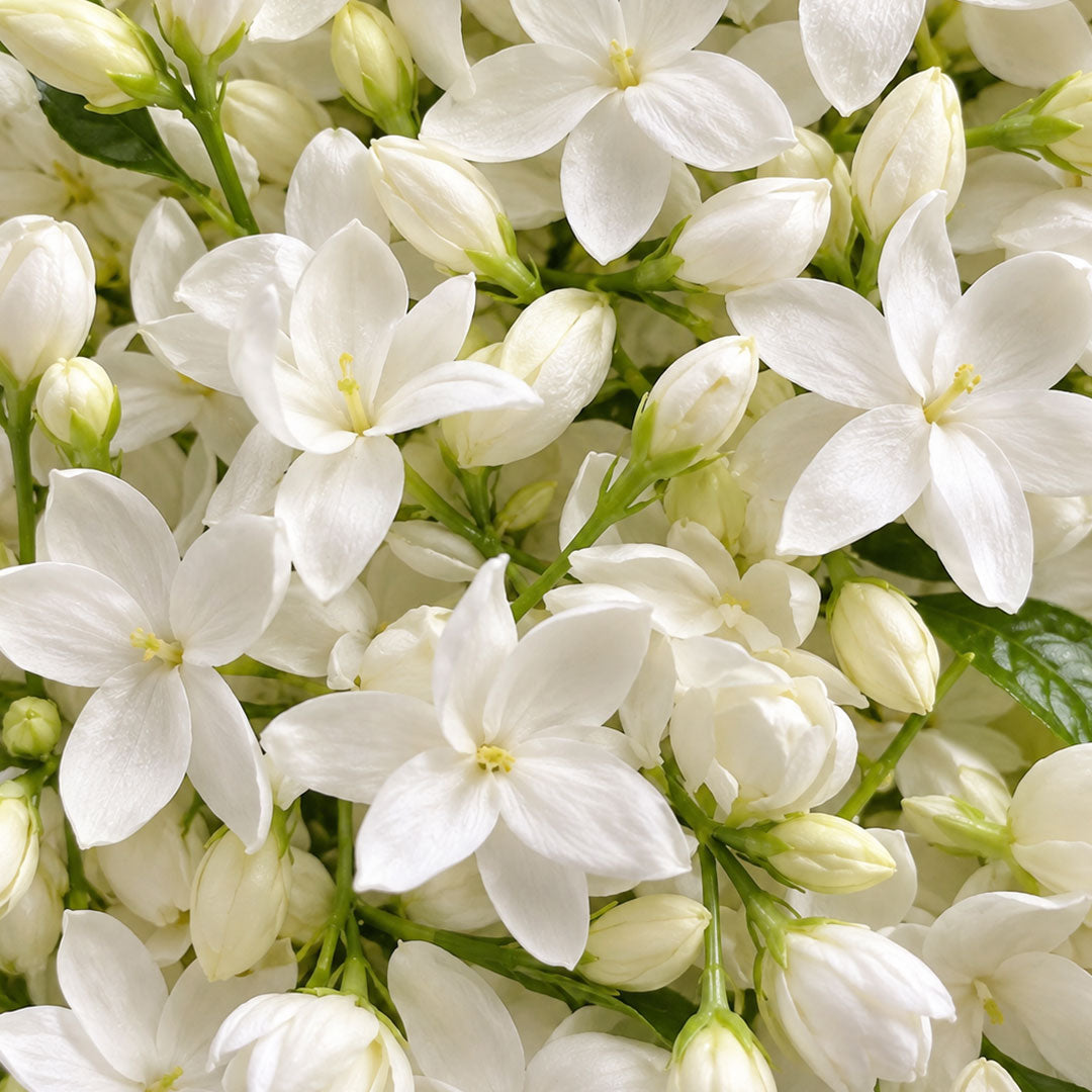 Jasmine Bloom 11